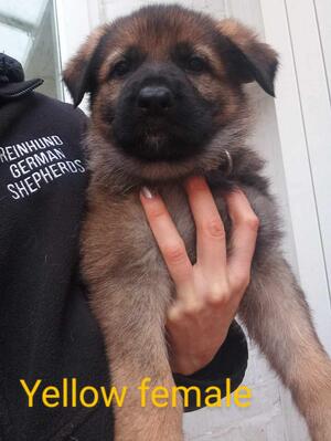 Available female puppy