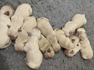 Puppies at 3 days