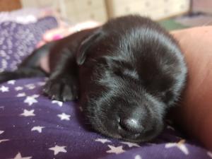 Lexi's puppies