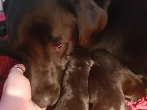 Mum & puppies