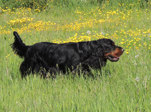 Sire Triseter Celtic Link With Laurelhach