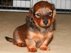'typical puppy of Liric breeding'