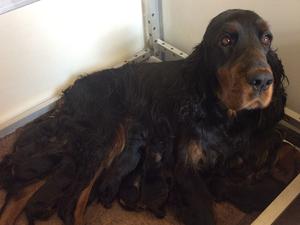 Zara with her pups