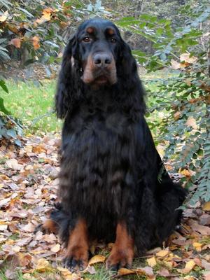 Sire Freddie