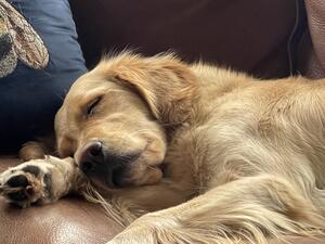 Willow