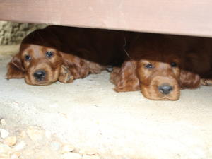 Puppies from Litter (at 6 weeks)
