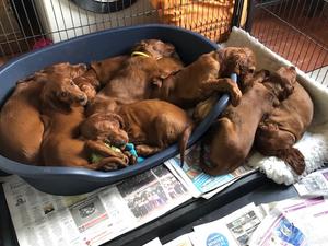 Puppies at 8 weeks old