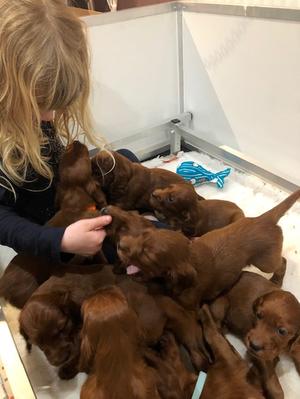 Puppies at 4 weeks old