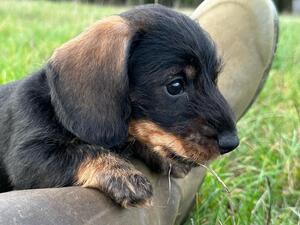 Proud Winnie and her puppies