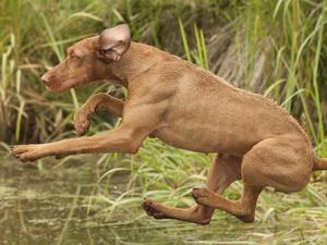 Keen to retrieve!