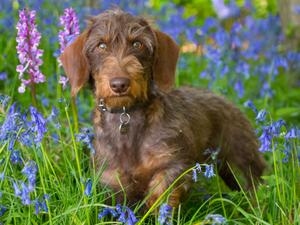 Dam - Winnie - Zoldmali Matilda of Zoltarous