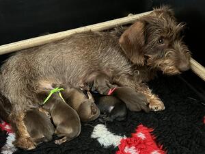 Sire - Sulley - Dajean Surely a Star