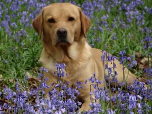 Blue in the Bluebells