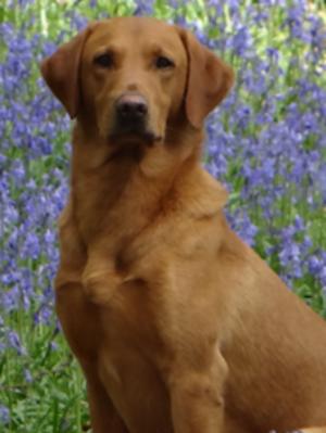 Harry in the bluebells