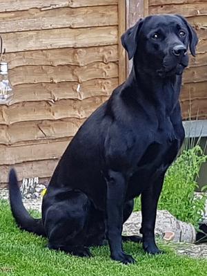 Fred - Axbree Boy sitting