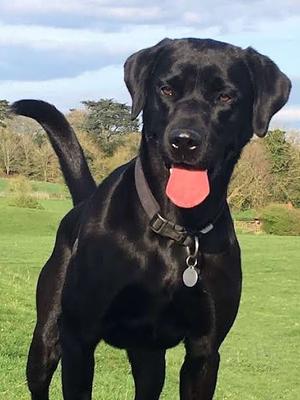 Fred - Axbree Boy front