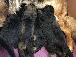 Puppies