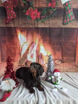 Beautiful Frankie - She had 6 girls excellent Mum