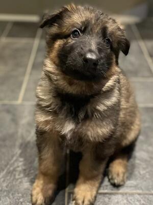 Long coat sable girl