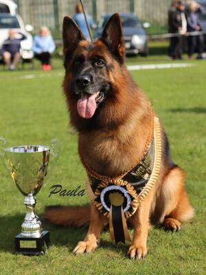 Dog CC winner Crowning him Champion Oct 23