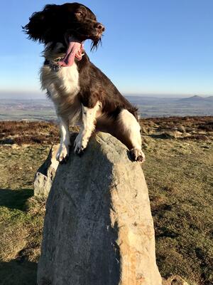 Dog on a Rock