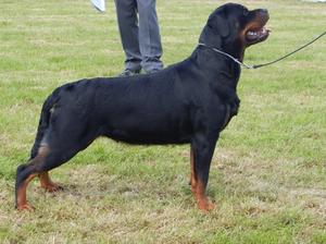 Marnie winning her class at Birmingham champ show