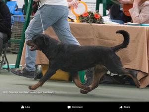 Ivy winning her 5 th CC & BIS