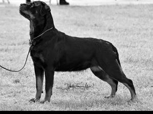 Champion Seittor Jitterbug JW ShCM ( Marnie )