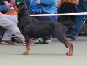 Brooke winning her class
