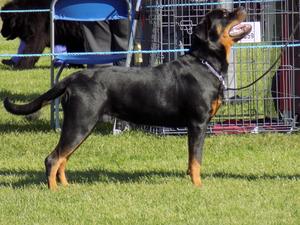 Brooke (7 months old )