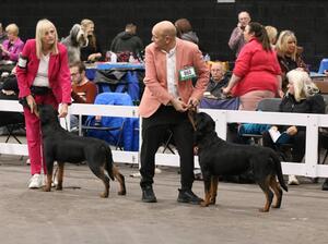 Ginny and Willow winning 1st & 2nd in minor puppy