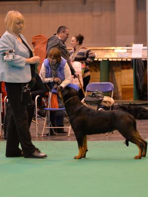 Brooke winning her class @crufts 2017