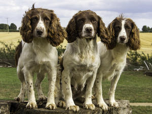 POLLY, PEGGY, & JADE
