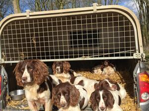 Strummerjoe Boadicea (Ella)& sisters