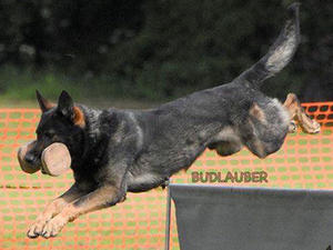 sire