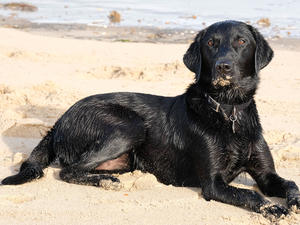 A female at 1 year old from first litter