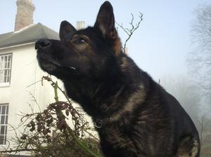 Argonne Drago