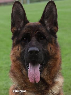 PIZARRO VOM PEDLER sire of Bacchus
