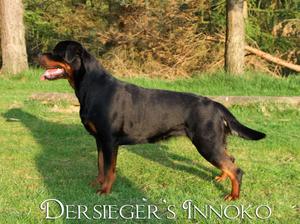 Dersieger's Innoko @ 18 months