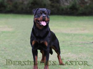 Dersieger's Jastor