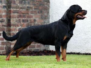 Rottsdale Diva at Dersieger (IKC) Irish Jun CH
