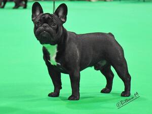 Yesser De El Mencey Loco (Imp Esp)
