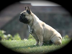 LUX IR CH Mi Gran Amigo Grace