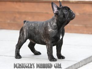 Dersieger's Diamond Girl