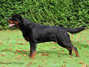 Dersieger's Jastor @ 2 years