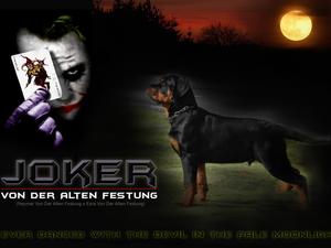 Joker Von Der Alten Festung