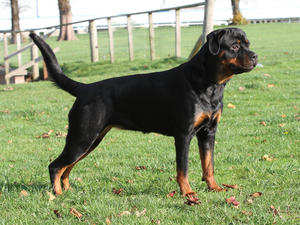 Dersieger Katatonia @ 13 months