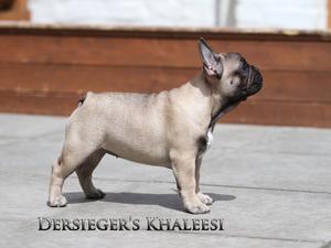 Dersieger's Khaleesi