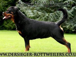 Rottsdale Inka Mit Dersieger JW