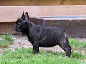 French Bulldog Female